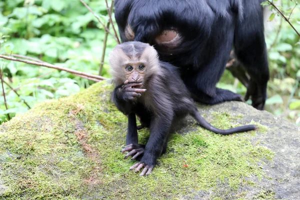 closeup view of lion-tailed macaque or the wanderoo