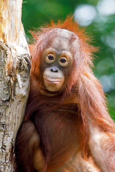 Vista Cerca Del Orangután Borneano Del Pongo Pigmeo — Foto de Stock