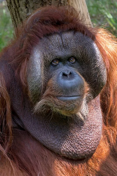 Крупный План Борнейского Орангутана Pongo Pygmaeus — стоковое фото