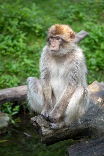 Closeup View Barbary Macaque Macaca Sylvanus — Stock Photo, Image