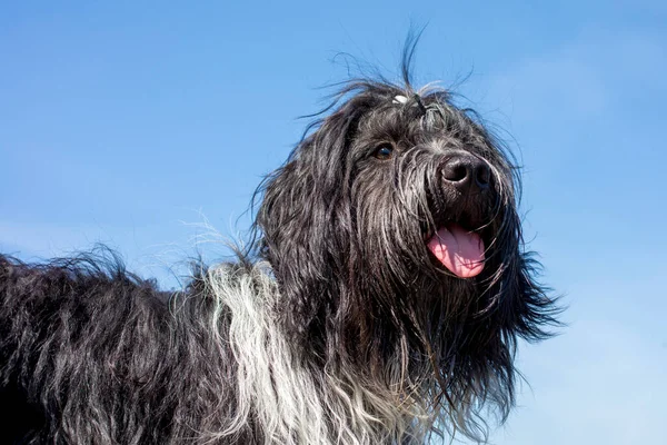 Chien Berger Néerlandais Soleil Avec Ciel Bleu Sur Fond — Photo