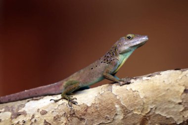 close up lizard on wooden log