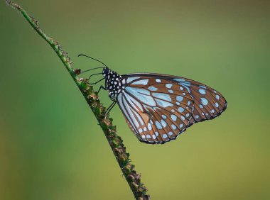 Bu kahverengi kelebek Asya 'daki tropikal ülkelerde bulduğumuz en yaygın canlılardan biri..