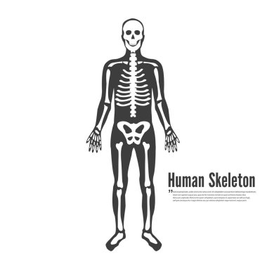Tam insan vücudunda iskelet modeli