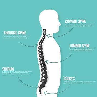 İnsan omurga anatomisi vektör çizim. Omurga Tıp Merkezi, klinik, Enstitüsü, tanılama öğesi. Omurilik simgesi