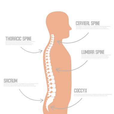 Human spine anatomy vector illustration.Spine medical center, clinic, institute, diagnostic element. Spinal icon clipart