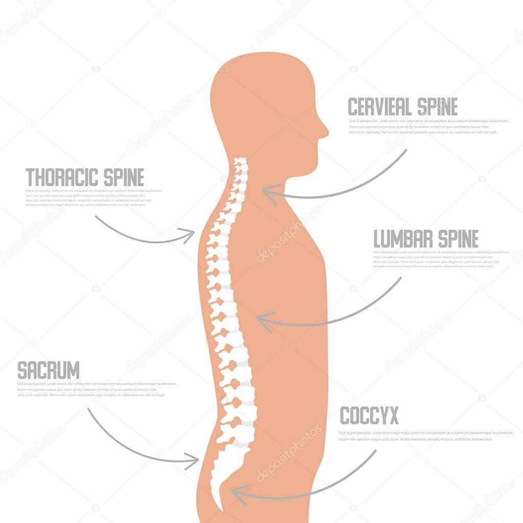 Human spine anatomy vector illustration.Spine medical center, clinic, institute, diagnostic element. Spinal icon