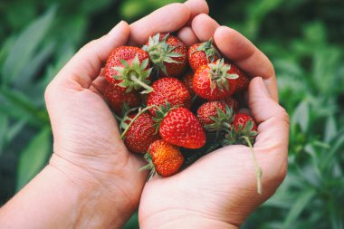 Taze çilek elinde hasat. Yakın çekim.
