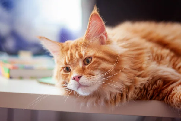 Red maine coon laying on a desk. Close up.