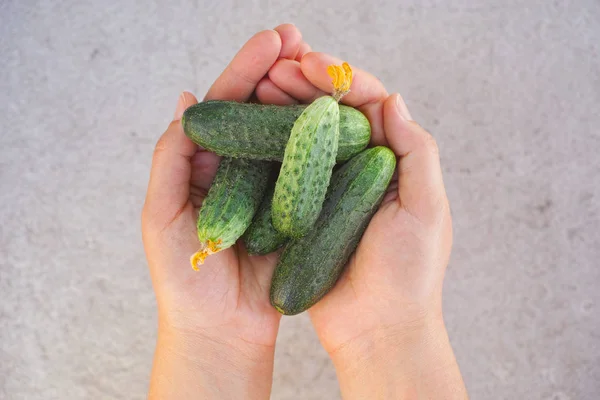 Organic cucumbers in hands — Stock Photo, Image