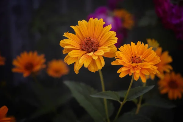 Yellow Daisy Flowers Close — Stock Photo, Image