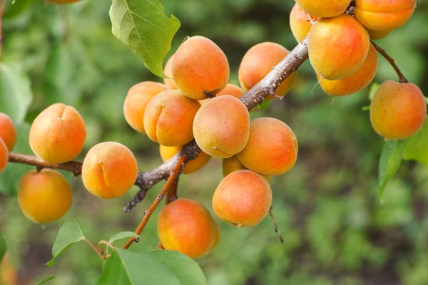 Zralé meruňky organické visí na meruňkový strom — Stock fotografie