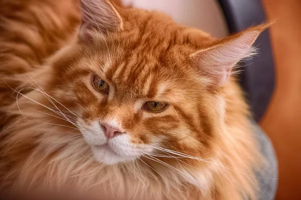 Kırmızı Maine Coon Yavru Kedi Yakın Çekim — Stok fotoğraf