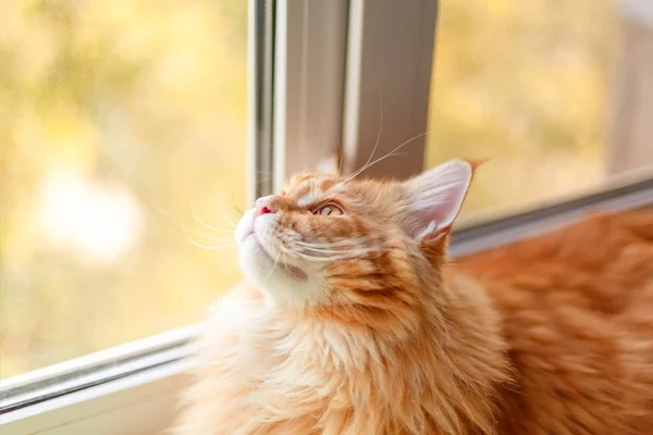 Red Maine Coon Kitten Looking Out Window Outono — Fotografia de Stock