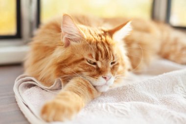 Bir battaniye var yalan kırmızı Maine Coon yavru kedi. Yakın çekim. Sığ derinlik-in tarla.