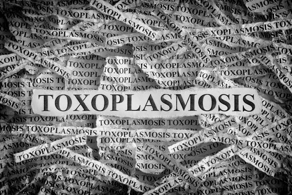 Toxoplasmosis Torn Pieces Paper Words Toxoplasmosis Concept Image Black White — Stock Photo, Image