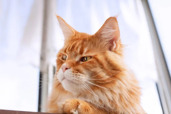 Rojo Maine Coon gatito sentado en la mesa — Foto de Stock