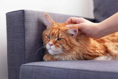 Kırmızı Maine Coon Kanepede Yatan