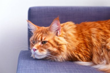 Kırmızı Maine Coon Kanepede Yatan