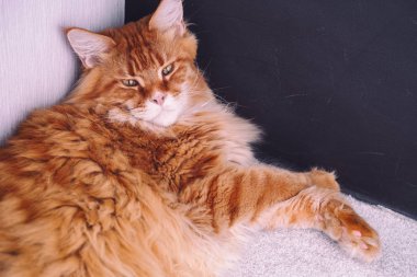 Kırmızı Maine Coon Bir Köşede Yalan