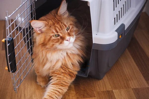 Red Maine Coon sentado en el transportador de gatos — Foto de Stock