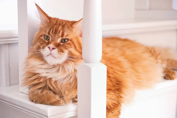 Red Maine Coon acostado en las escaleras — Foto de Stock