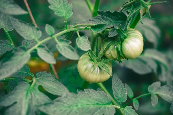Omogna gröna tomater — Stockfoto