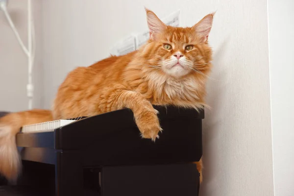 Red maine coon gatito acostado en un piano — Foto de Stock