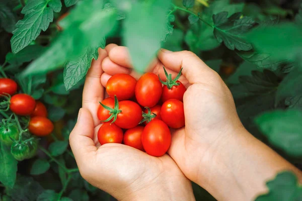 Pomodori ciliegia freschi raccolti — Foto Stock