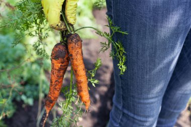 Çiftçi elinde taze hasat organik havuç tutarak