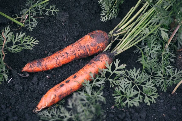 Zanahorias ecológicas tiradas en el suelo —  Fotos de Stock