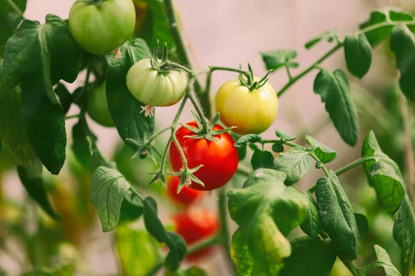 Cherry tomatoes in a greenhouse — Stock Photo, Image