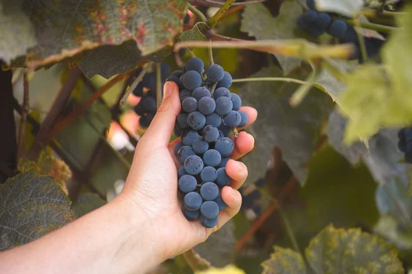 Farmer harvestng red grapes — Stock Photo, Image
