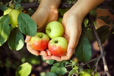 Ellerde olgun elma
