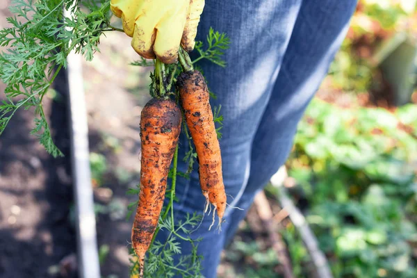 Boer die verse geoogste biologische wortelen in zijn hand houdt — Stockfoto