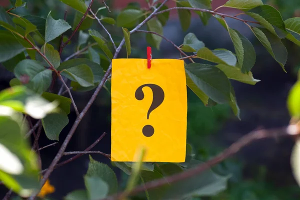 Frågetecken som hängde på ett träd — Stockfoto