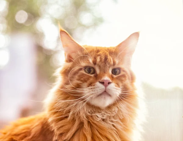 Retrato de un gato mapache rojo — Foto de Stock