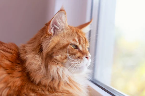 Red maine coon gato mirando a través de una ventana — Foto de Stock