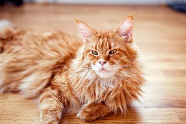 Portrait of a red maine coon kitten — Stock Photo, Image