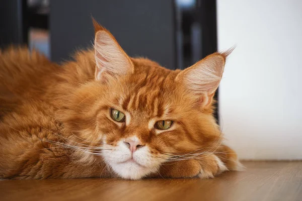 Maine coon gato deitado no chão — Fotografia de Stock