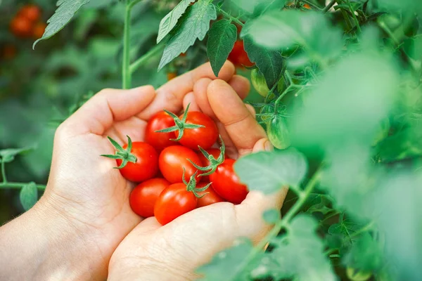 Tomates cherry recién cosechados en manos — Foto de Stock