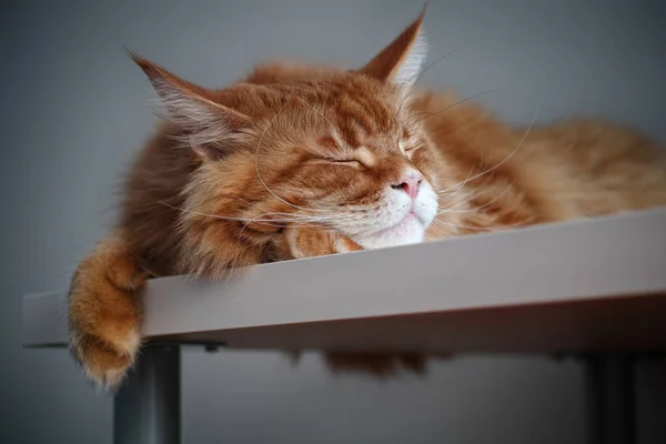 Red Maine Coon Cat Sleeping Table Night Close — Stock Photo, Image
