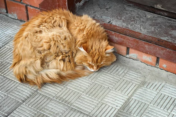 Бродячая Кошка Спит Крыльце Бездомные Домашние Животные — стоковое фото