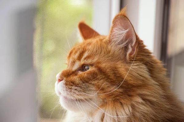 Red Maine Coon Cat Looking Window Mosquito Net Close — Stock Photo, Image