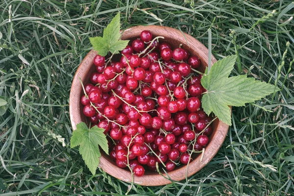 Freshly Harvested Organic Redcurrant Bowl Close — Stock Photo, Image