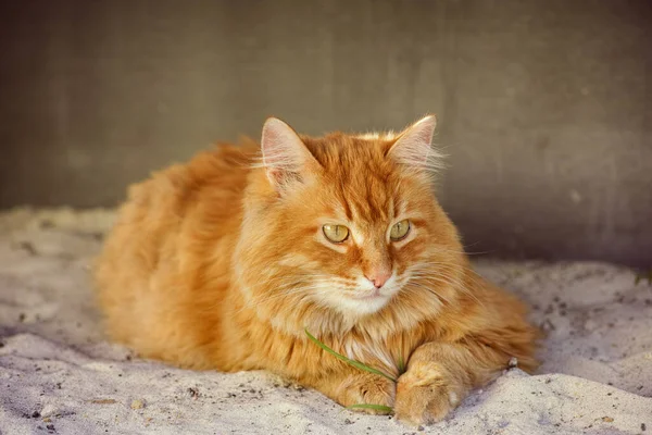Ginger Cat Sitting Pile Sand Wall Close — Stock Photo, Image