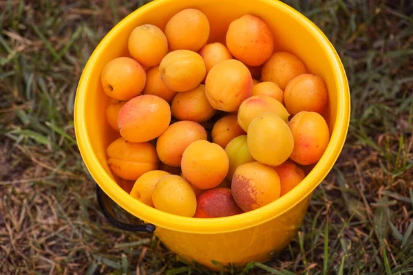 Freshly Harvested Ripe Organic Apricots Yellow Bucket Close — Stock Photo, Image