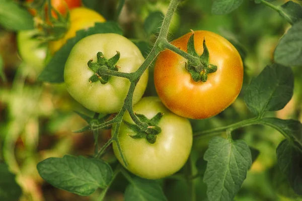 Omogna Tomater Ett Växthus Närbild — Stockfoto