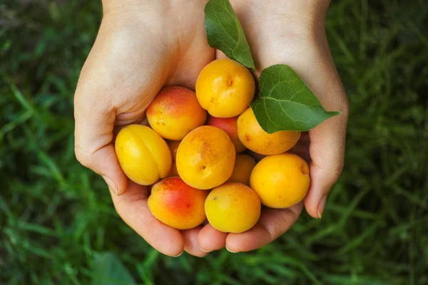 Nyskördade Aprikoser Händerna Närbild — Stockfoto