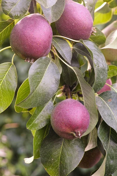 Peras Rojas Árbol Cerca — Foto de Stock